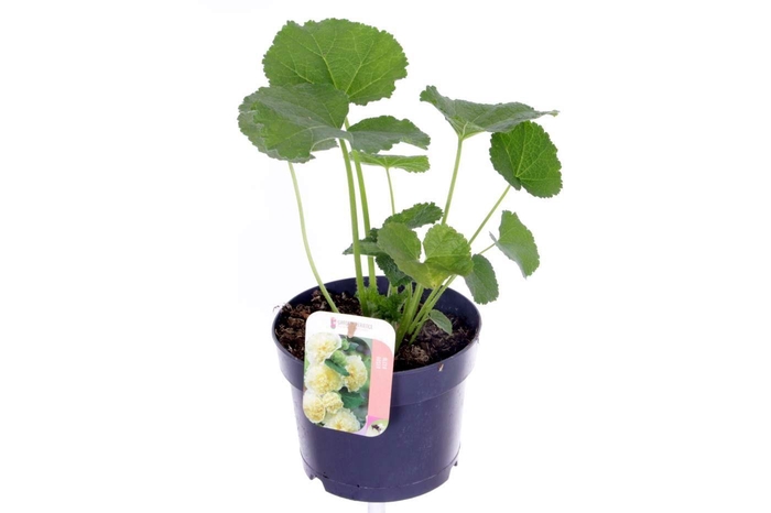<h4>Alcea rosea Chart. Double Yellow</h4>