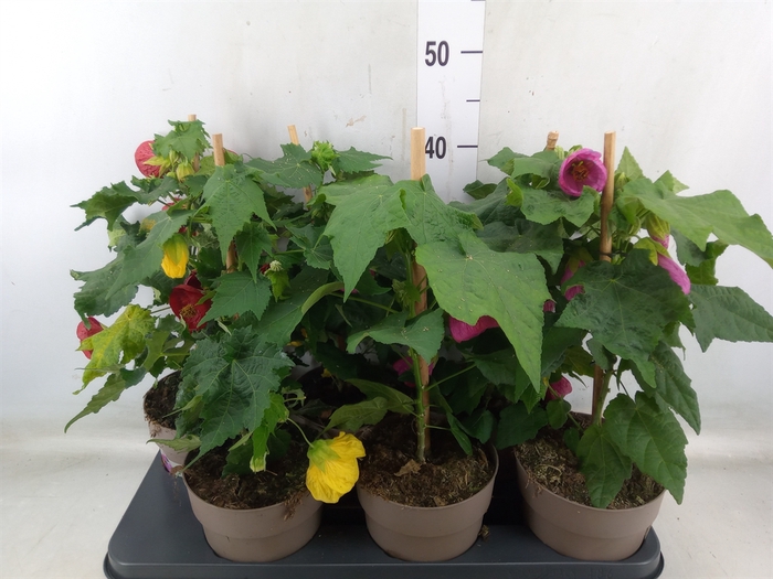<h4>Abutilon   ...mix</h4>