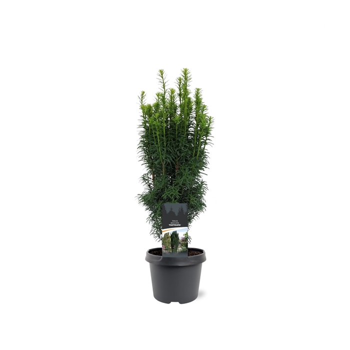 <h4>Taxus baccata 'Fastigiata'</h4>