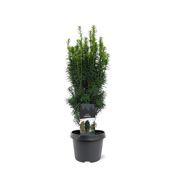 Taxus baccata 'Fastigiata'