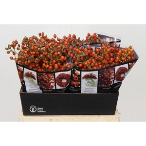 Rozenbottel Autumn Rosefruits Orange