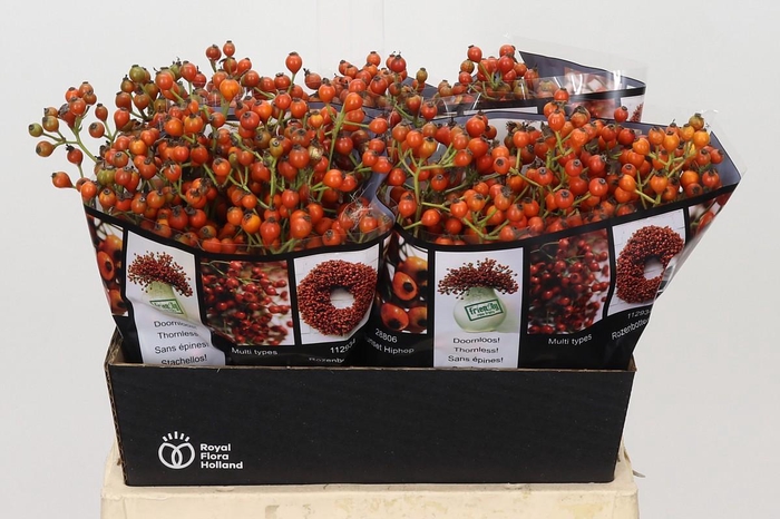<h4>Rozenbottel Autumn Rosefruits Orange</h4>