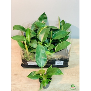 Philodendron Golden Princess 6Ø 12cm