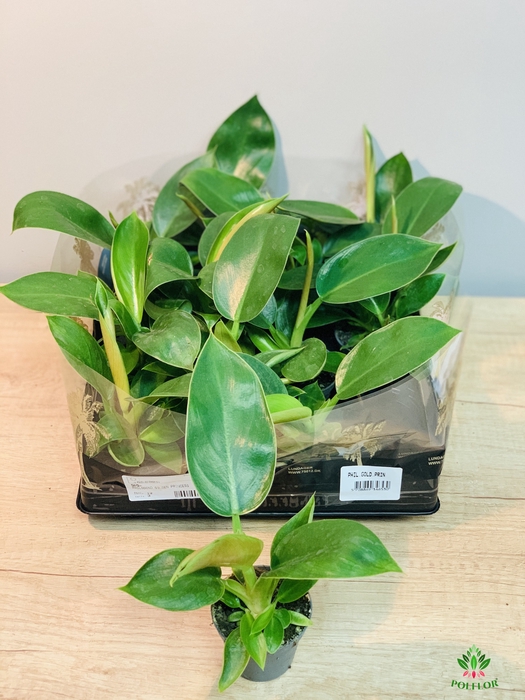 Philodendron Golden Princess 6Ø 12cm