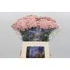 Ozothamnus Cooks Pink