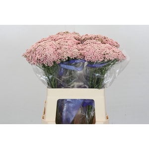 Ozothamnus Cooks Pink