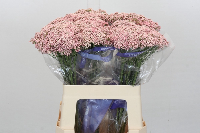 <h4>Ozothamnus Cooks Pink</h4>