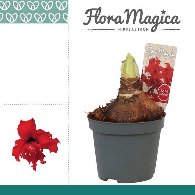 <h4>HIPPEASTRUM KOLIBRI FANFARE </h4>