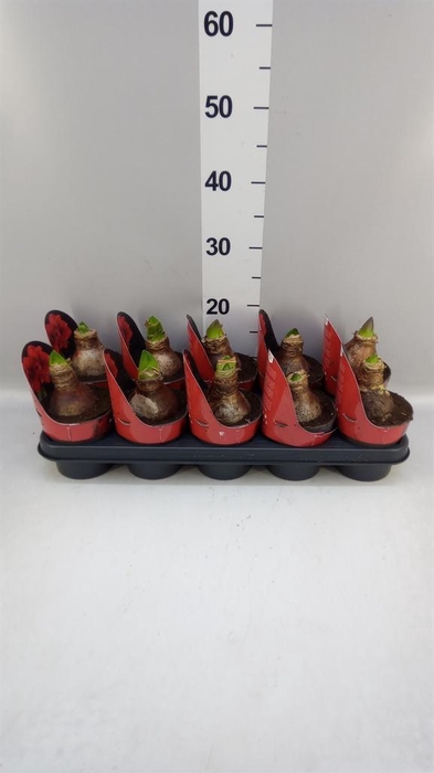 <h4>Hippeastrum GA 'Magnum'</h4>