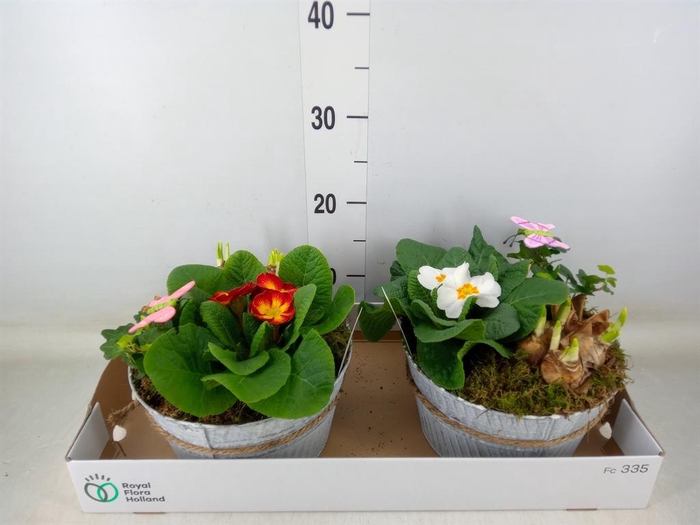 <h4>Arr. Tuinplanten L%</h4>