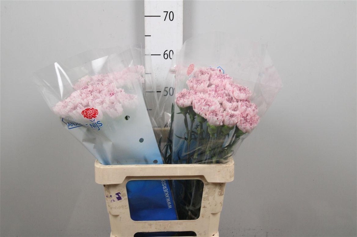 <h4>Di St Yukari</h4>