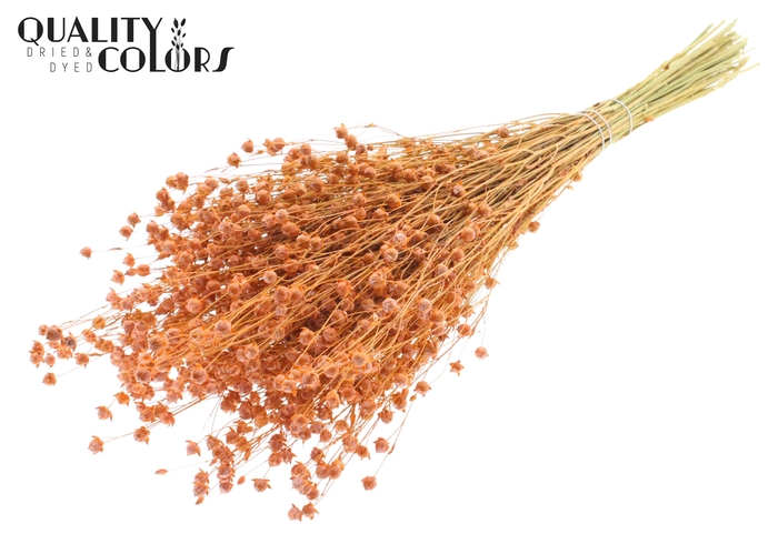 <h4>Lino Vlas p/bunch in poly Frosted Salmon</h4>