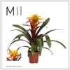 Guzmania