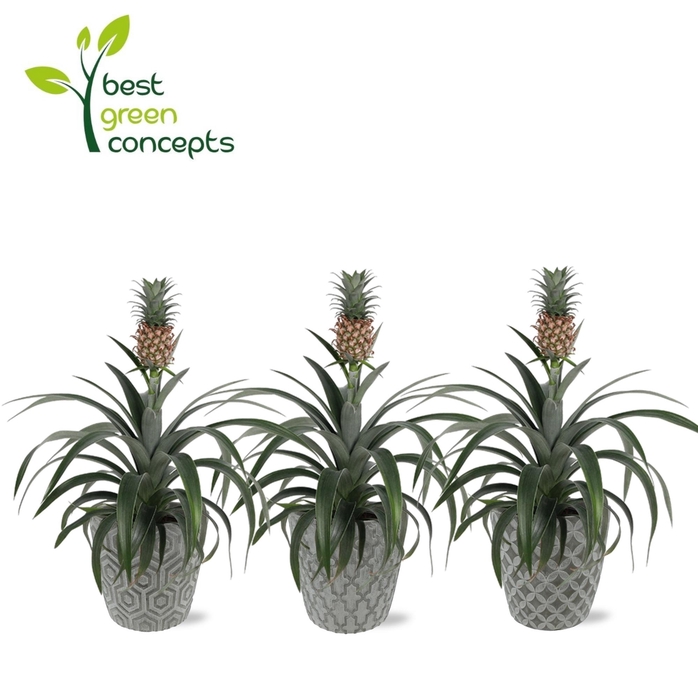 <h4>ANANAS OV</h4>