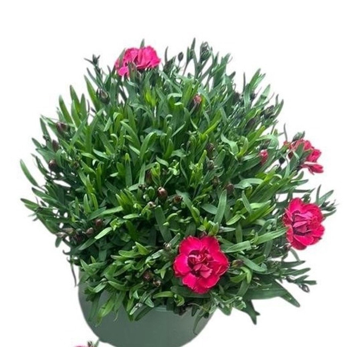 <h4>Dianthus Diantica Early Love</h4>