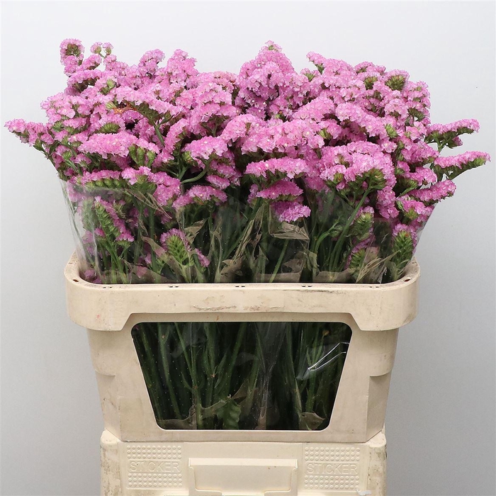 <h4>Limonium St Pink Birds X50</h4>