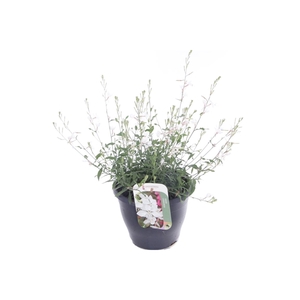 Gaura lind. Gaudi Medium White