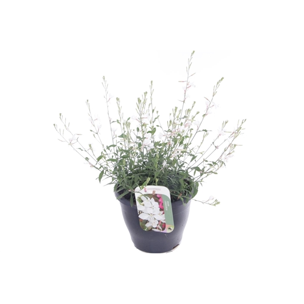 <h4>Gaura lind. Gaudi Medium White</h4>