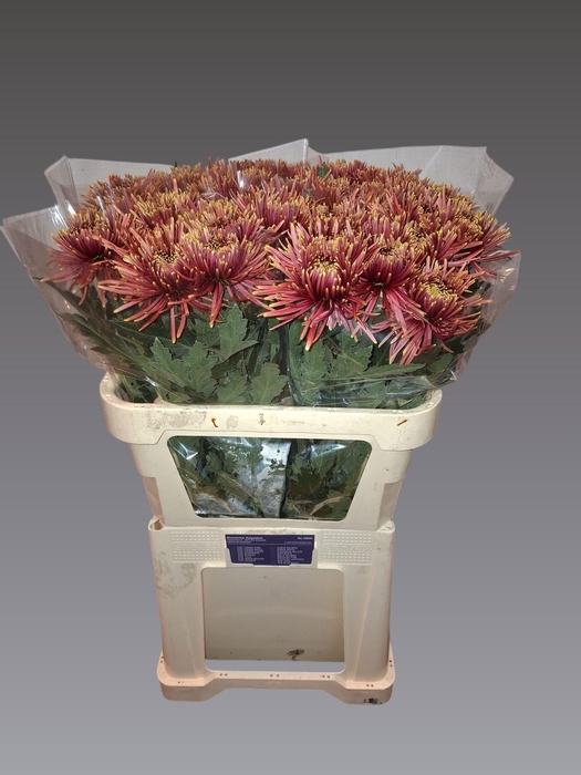 <h4>CHR G TULA COPPER</h4>