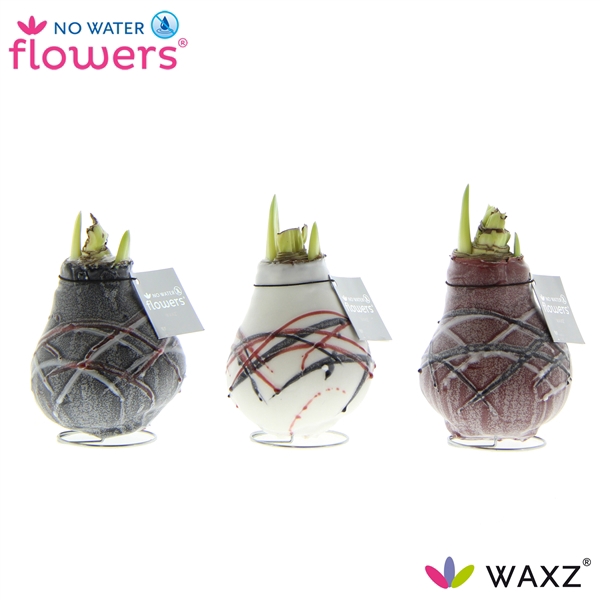 <h4>No Water Flowers Waxz® Art v Gogh</h4>