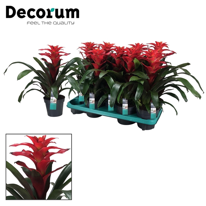 <h4>Guzmania Optima Squarrosa (Decorum)</h4>