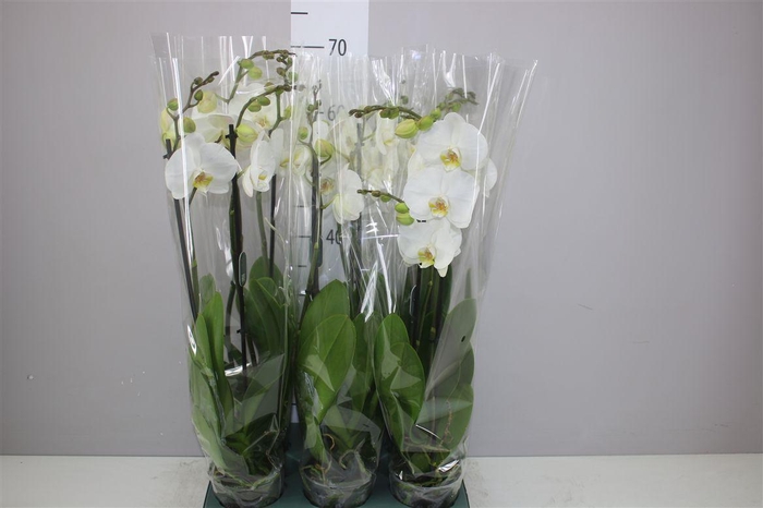 <h4>Phal Cambridge 2 Tak</h4>