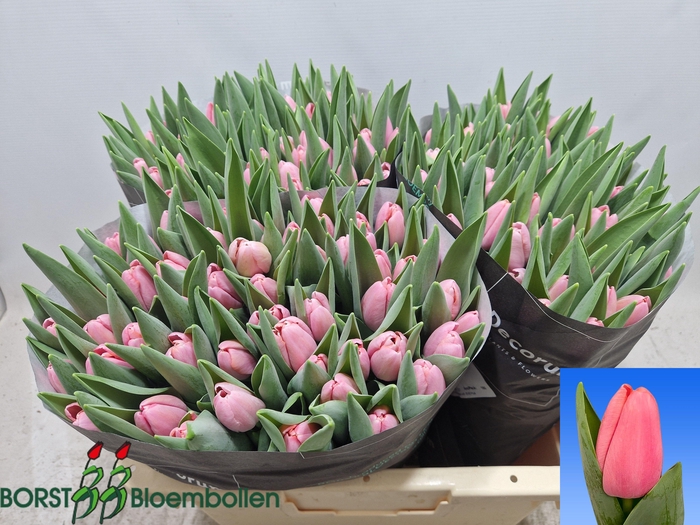 <h4>TU EN TRESOR</h4>