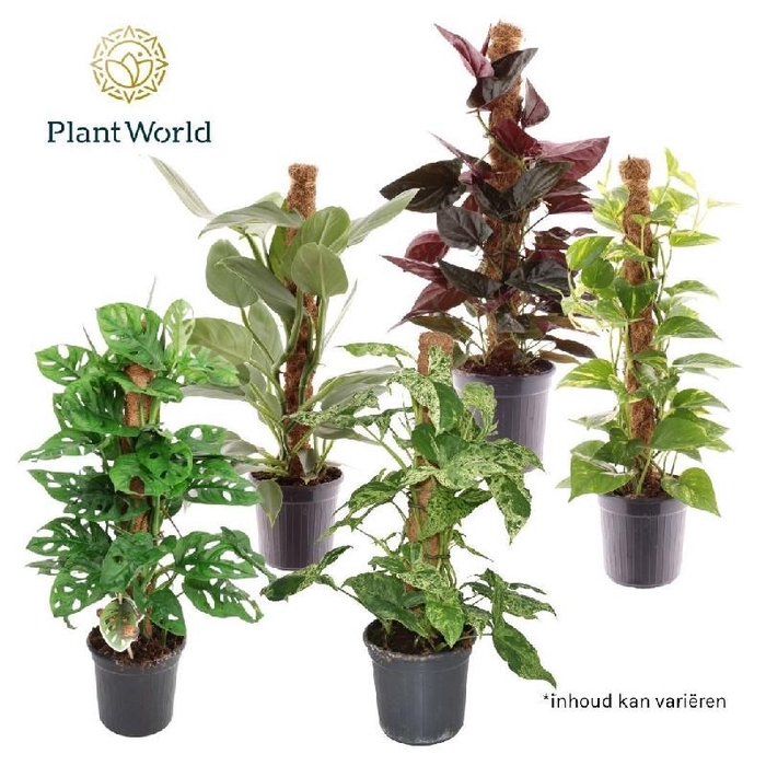 <h4>Kamerplanten gemengd groen 3 soorten gemengd mosstok mix pot 16</h4>