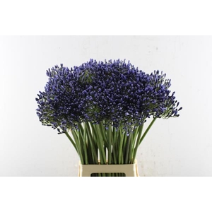 Agap Petersinn (d.blauw)