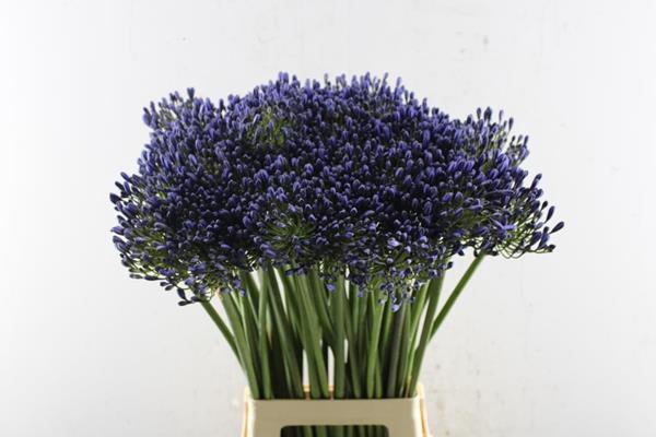 <h4>Agap Petersinn (d.blauw)</h4>