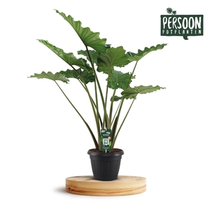 Alocasia Portodora 35c