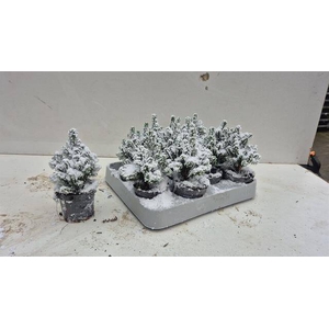 !! PROMO !! CHAMAECYPARIS THYOIDES TOP POINT P6