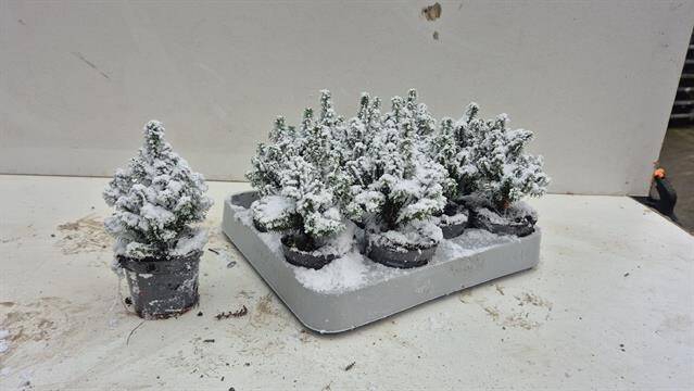 Chamaecyparis thy. Top Point S 6,5Ø 14cm