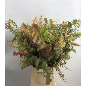 EUCA OVATA AUTUNNO 200