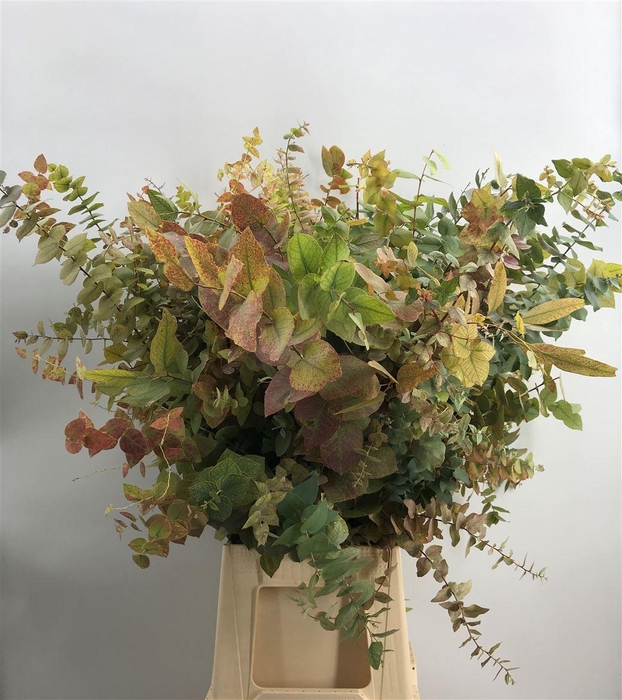 <h4>EUCA OVATA AUTUNNO 200</h4>