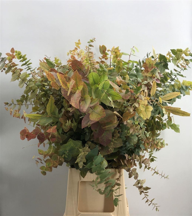 <h4>EUCA OVATA AUTUNNO 200</h4>