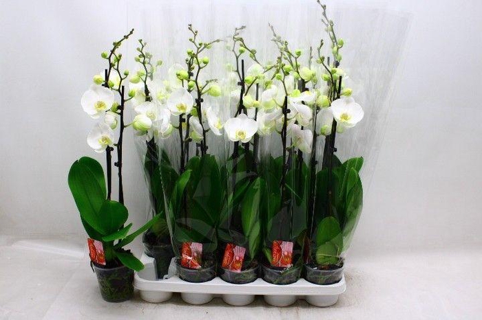 <h4>PHAL OV WIT</h4>