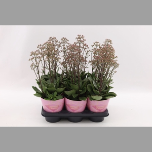 Kalanchoe  'WildFlow Surp Canyon'