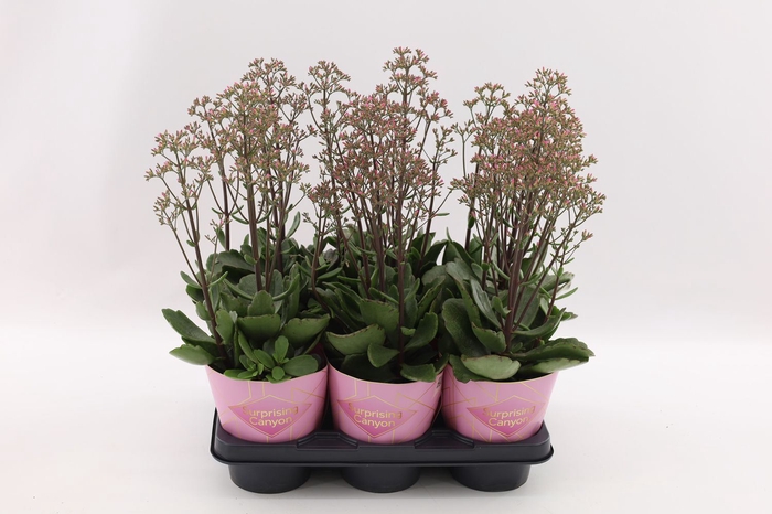 <h4>Kalanchoe  'WildFlow Surp Canyon'</h4>