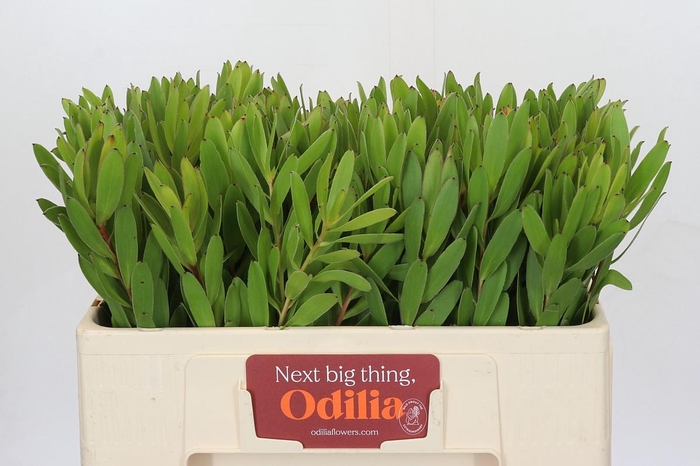 <h4>Leucadendron Goldstrike Young</h4>