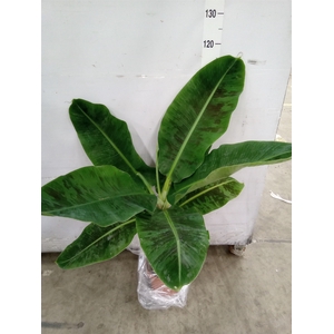 Musa  'Dwarf Cavendish'