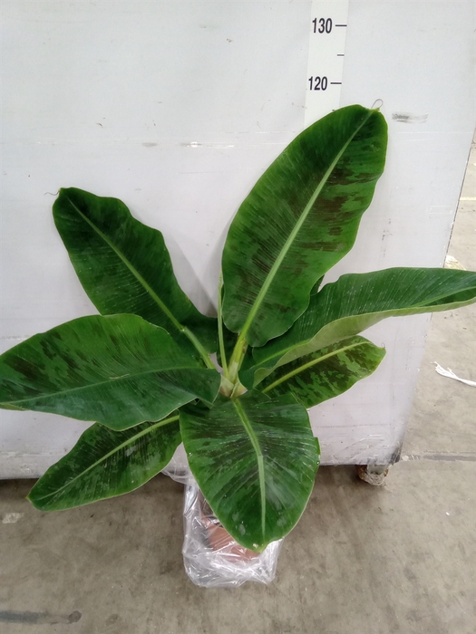 <h4>Musa  'Dwarf Cavendish'</h4>