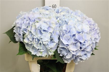 <h4>Hydr M Verena Bl</h4>
