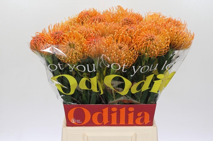 <h4>Nutans Ayoba Peach</h4>