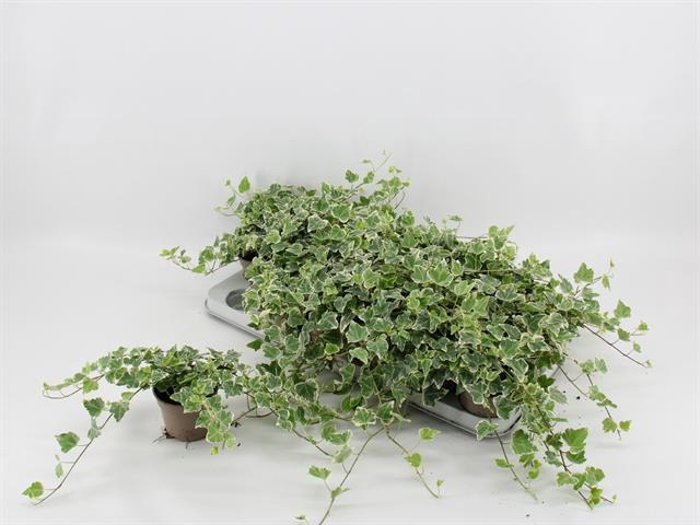 Hedera Helix White Wonder 9Ø 15cm