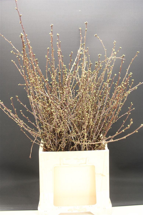 <h4>Kersebloesem P Bos</h4>