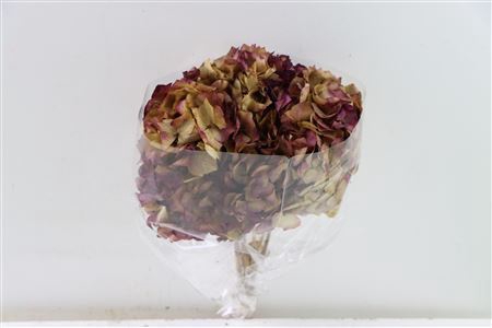 <h4>Pres Hydrangea Natural Purple Bunch</h4>