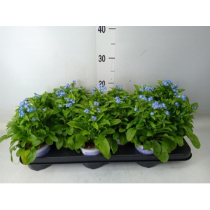 Myosotis sylv. 'Mon Amie'