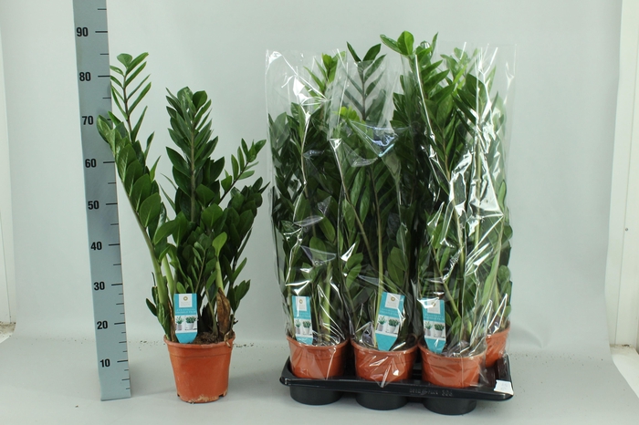 <h4>ZAMIO ZAMIIFOLIA</h4>