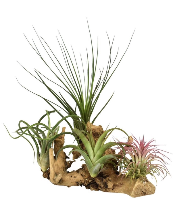 <h4>tillandsia hout large</h4>